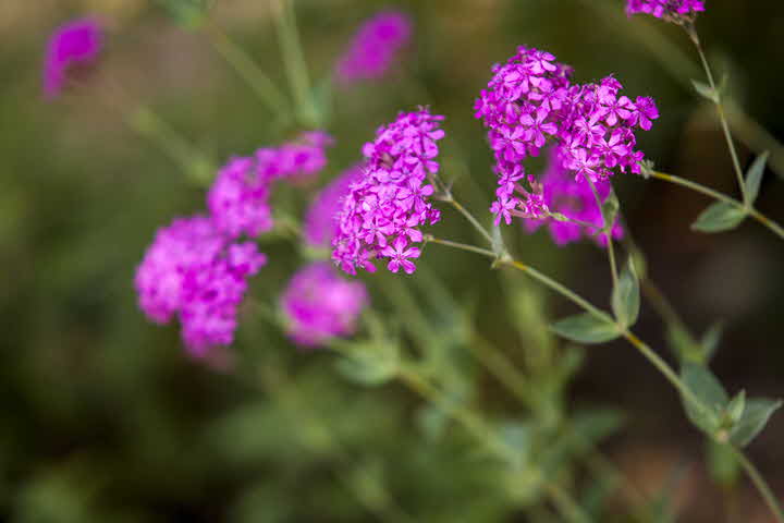 _MG_1834.jpg