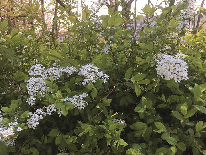 2R_1524899105_IMG_4407.jpg