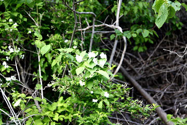 5U_1653046752__MG_7728.JPG