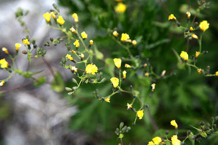 5U_1653046752__MG_7734.JPG