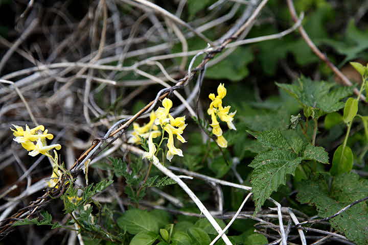 5U_1653046752__MG_7735.JPG