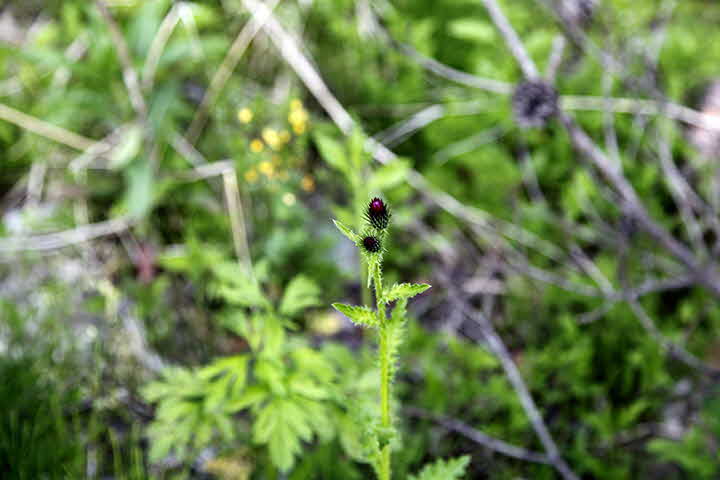 9E_1653046730__MG_7729.JPG